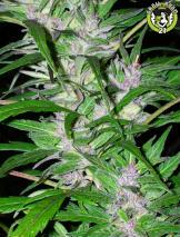 Bild von Purpleskunk 1