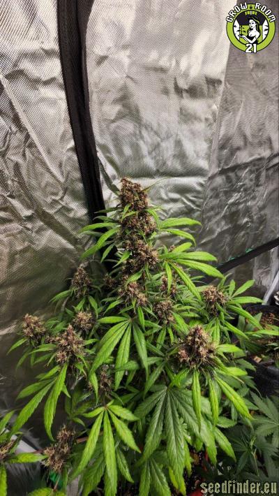 Bild von Red Skunk Auto