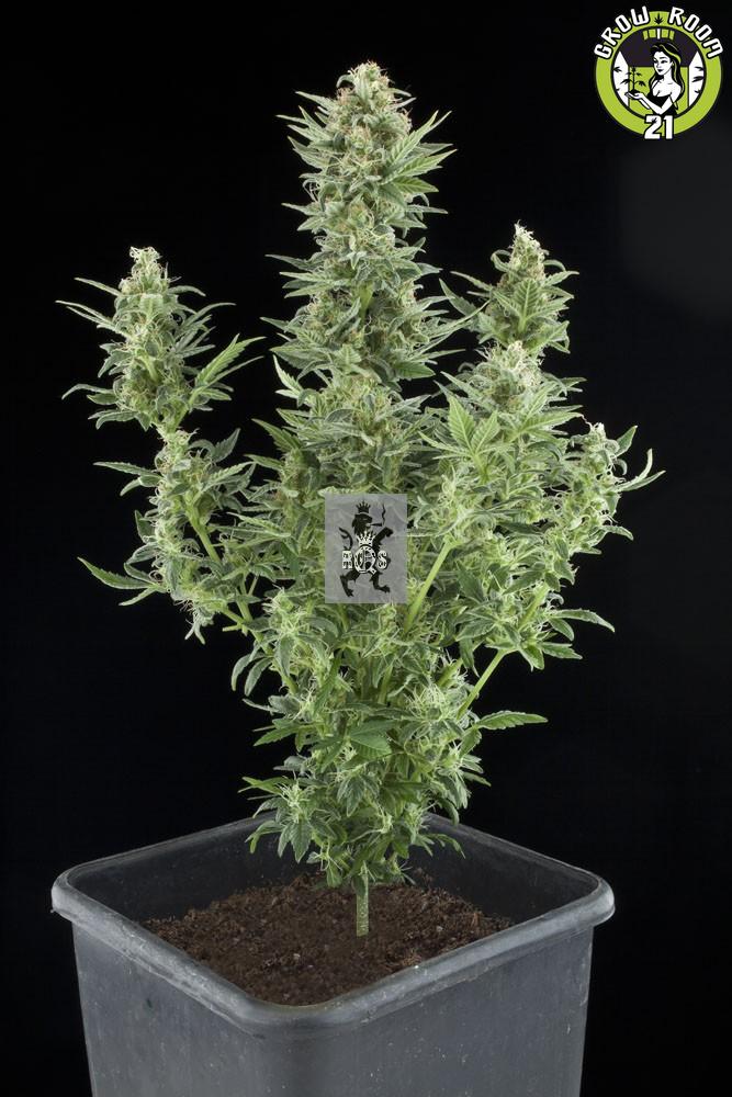 Bild von Seeds Royal Dwarf
