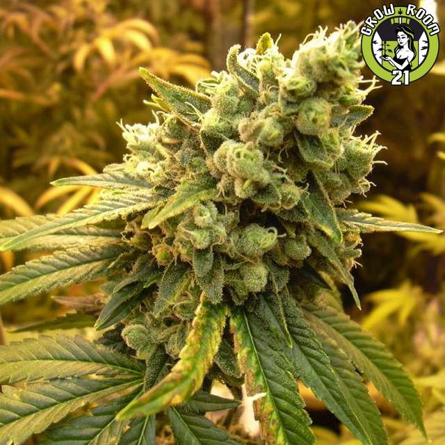 Bild von Sativas Sour Diesel