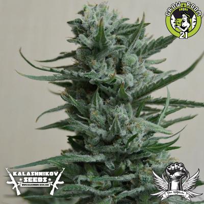Bild von Siberian Haze