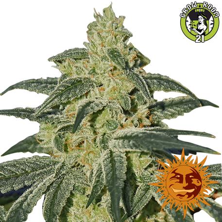 Bild von Afghan Hash Plant