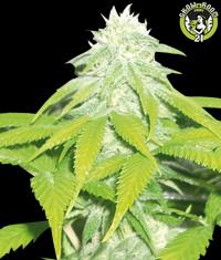 Bild von Skunk 47
