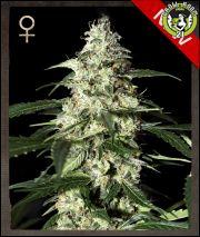 Bild von Skunk Autoflowering
