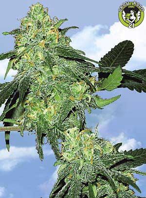 Bild von Skunk Classic