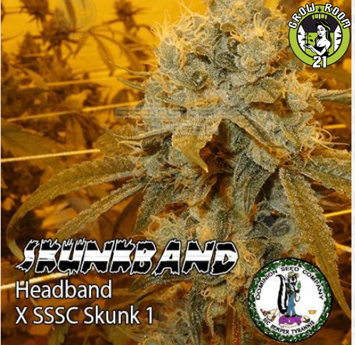 Bild von Skunkband
