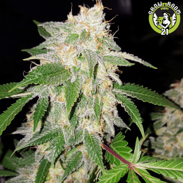Bild von Sour Lemon OG
