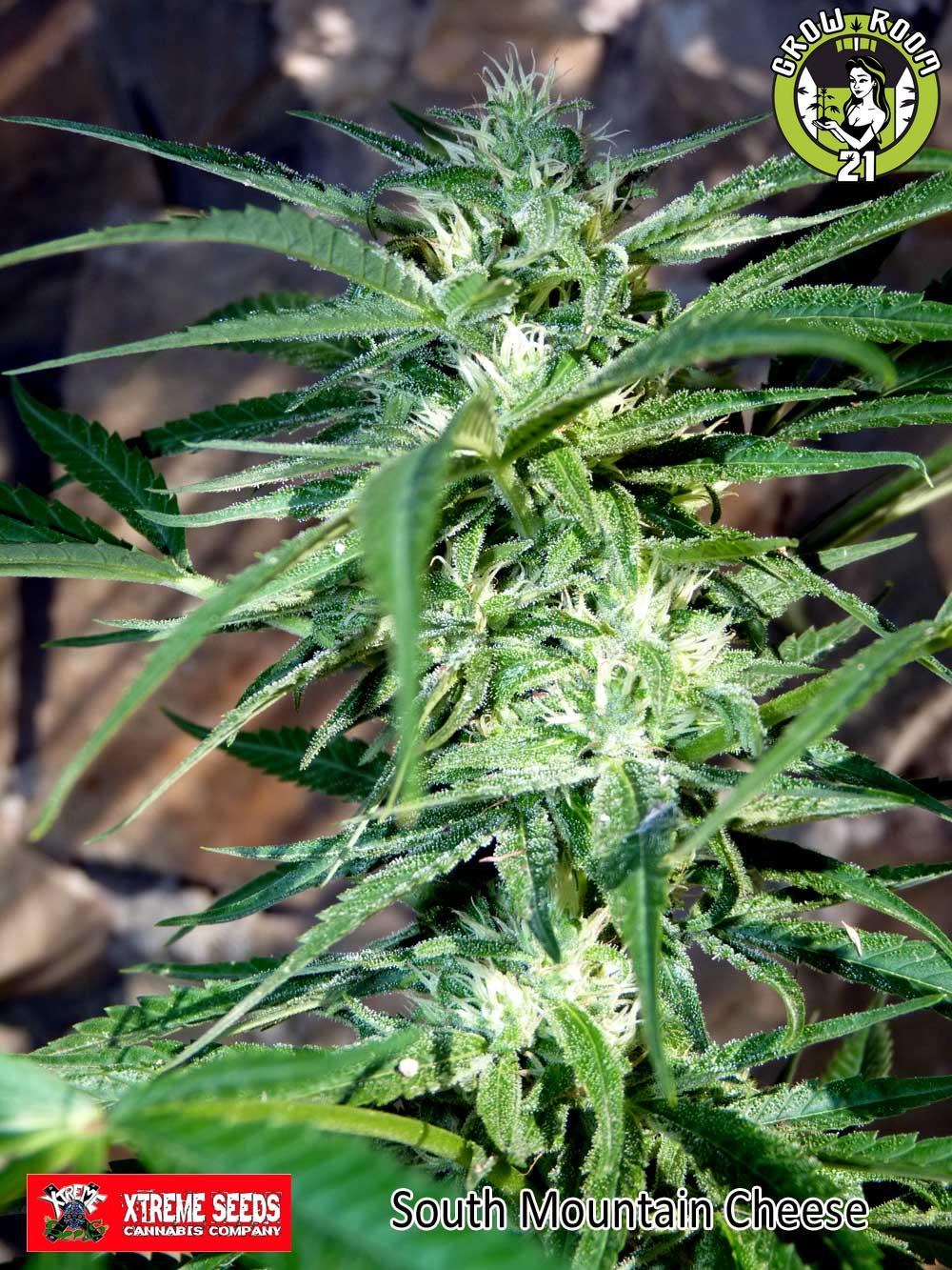 Bild von South Mountain Cheese