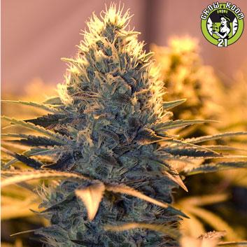 Bild von Spliff Cheese