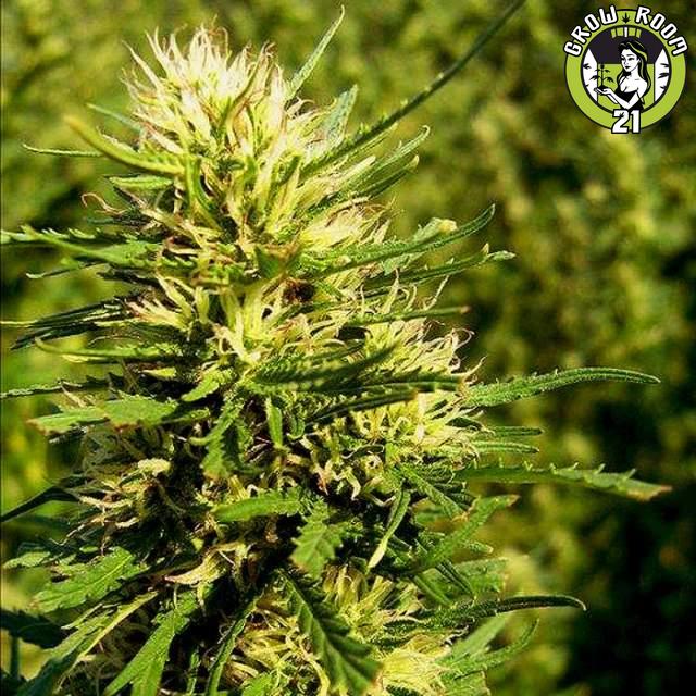 Bild von Super Skunk Automatic