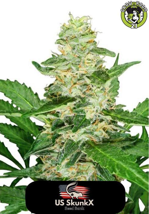 Bild von Super Skunk Fast Version