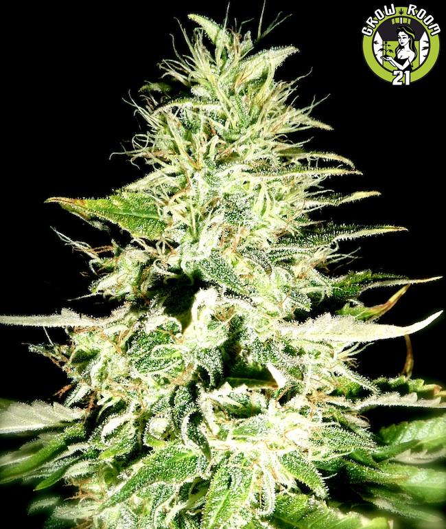 Bild von Swiss Skunk