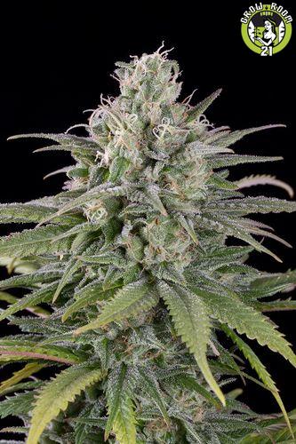 Bild von UK Cheese Auto