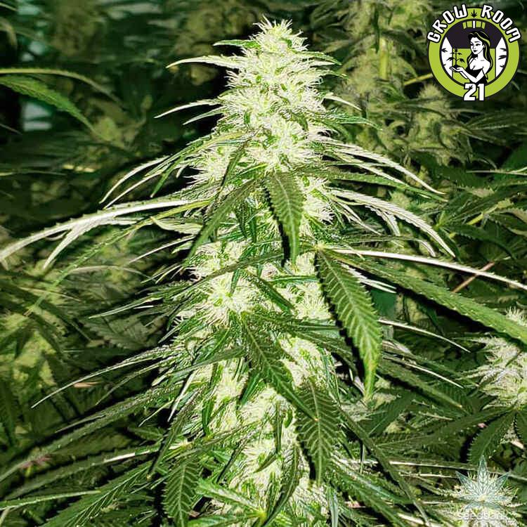Bild von White Russian