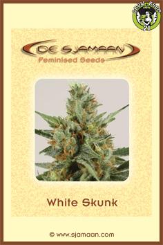 Bild von White Skunk 2