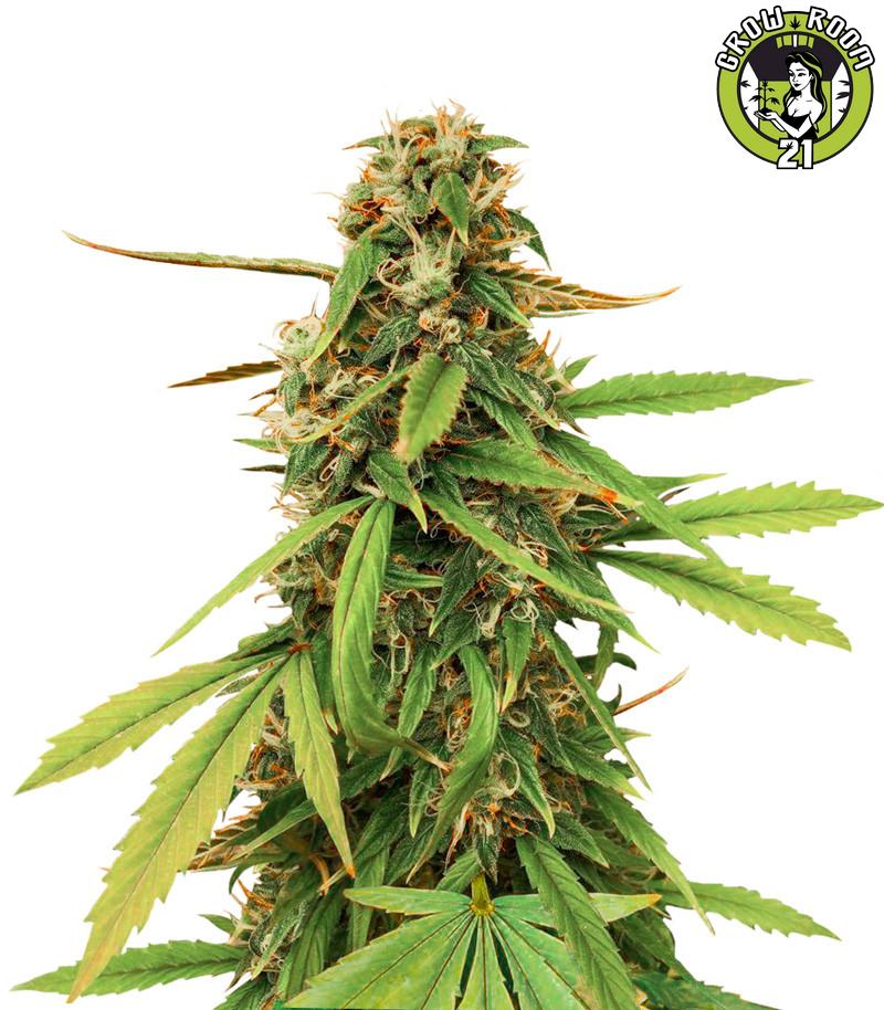 Bild von Amnesia Lemon Auto