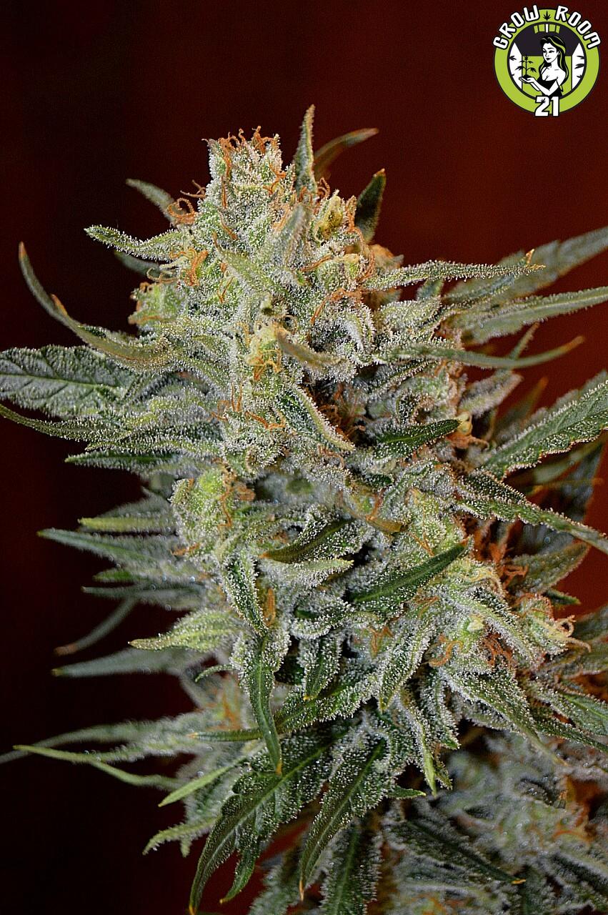 Bild von Amnesia Lemon Kush