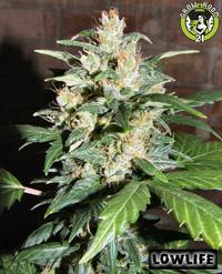 Bild von Auto AK47 x Auto Blueberry F1
