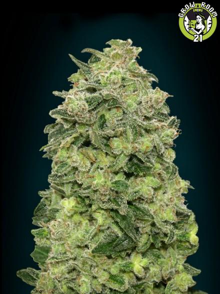 Bild von Auto Afghan Skunk