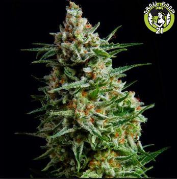 Bild von Auto Afghan Skunk