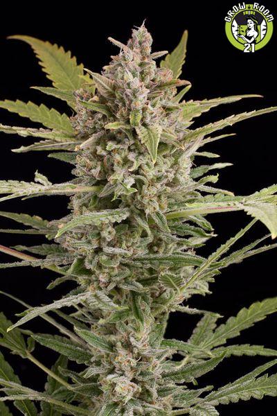 Bild von Criticalplus 2.0 Autoflowering
