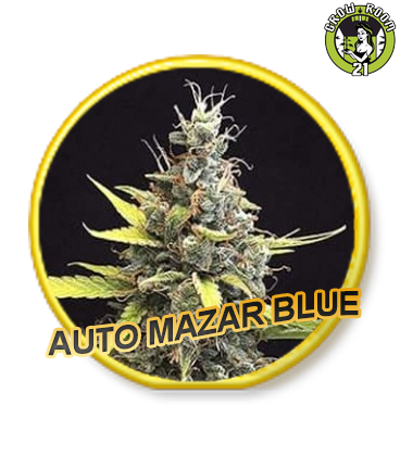 Bild von Auto Mazar Blue