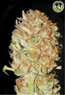 Bild von Auto Psychedelic