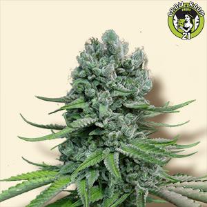 Bild von Auto Super Skunk