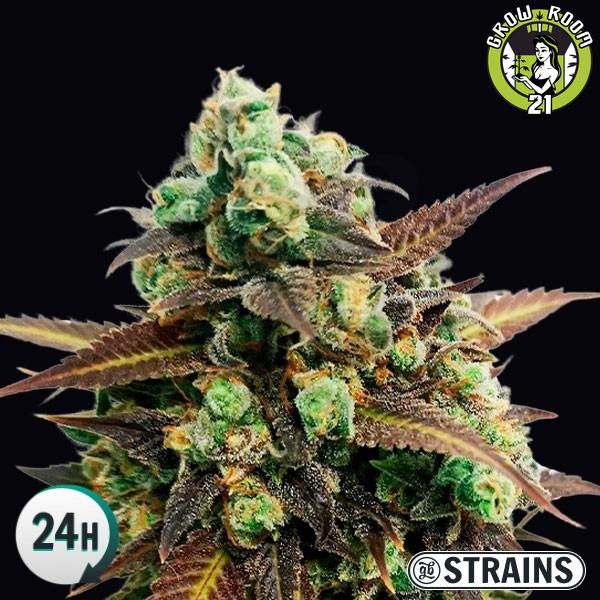 Bild von Auto Tangerine Kush