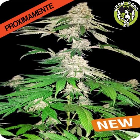 Bild von Big Crack Tsunami