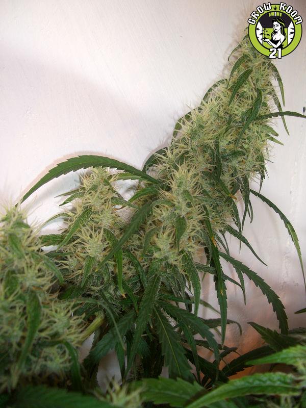 Bild von Big Haze