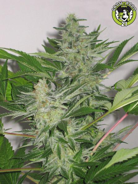 Bild von Blackberry Haze