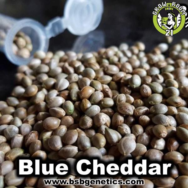 Bild von Blue Cheddar 1