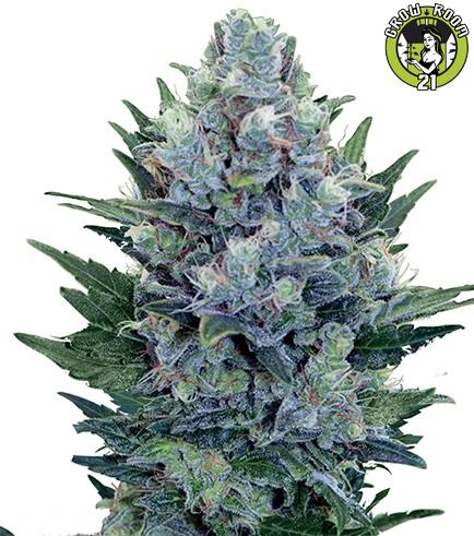 Bild von Blue Cheese Autoflowering