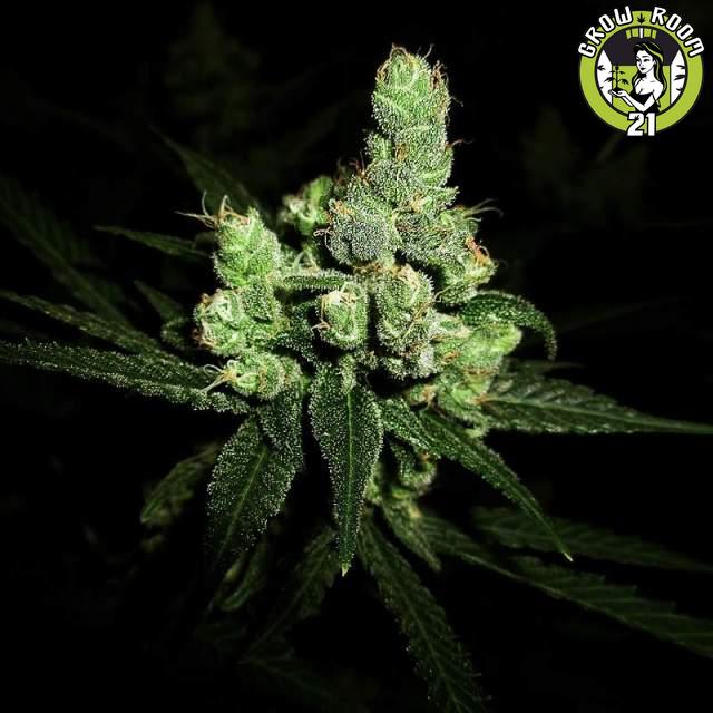Bild von Blue Cheese Automatic