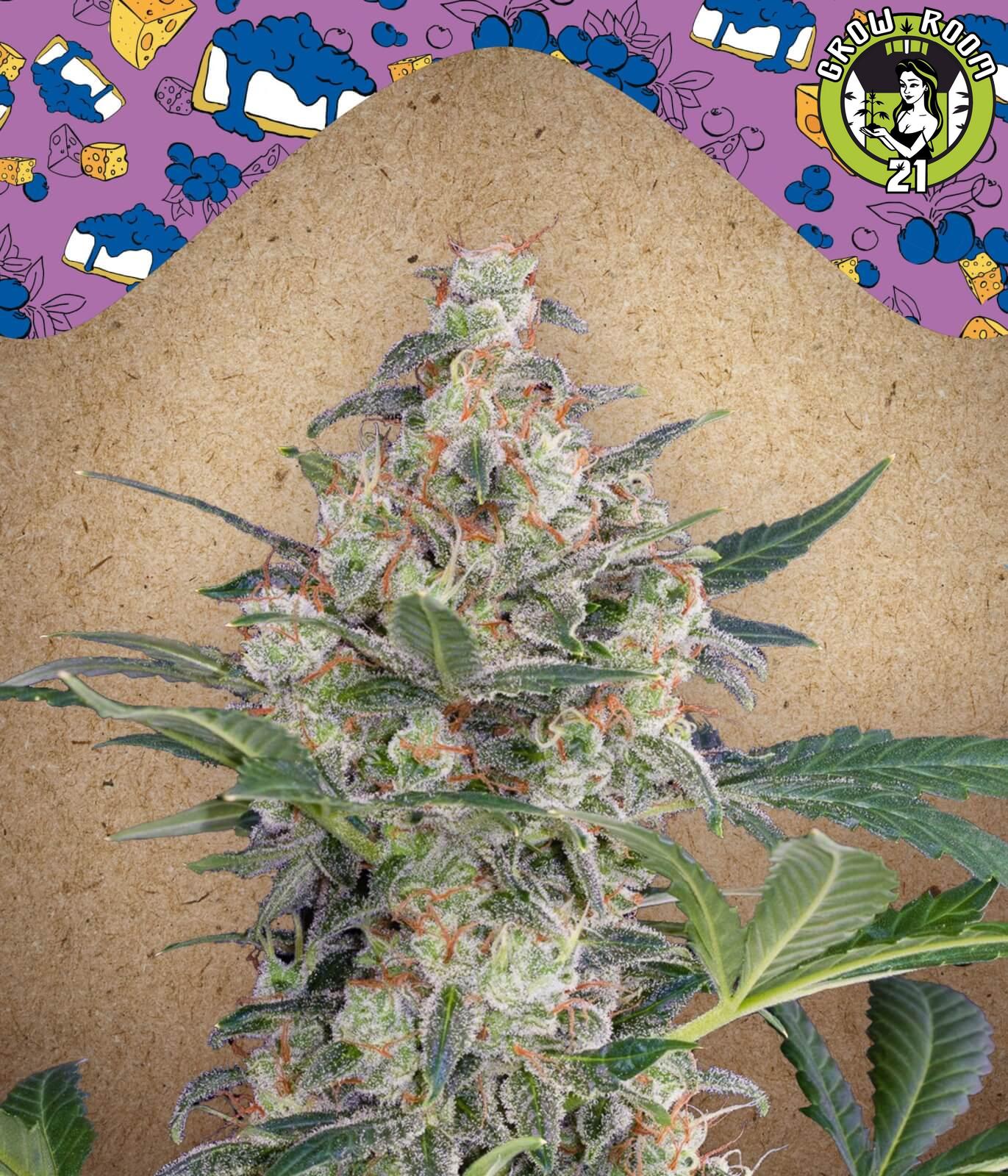 Bild von Blueberry Cheesecake Auto
