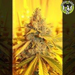 Bild von Cheese Dog Haze