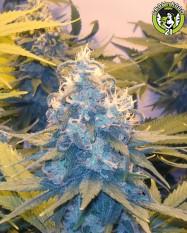 Bild von Cheese x Haze
