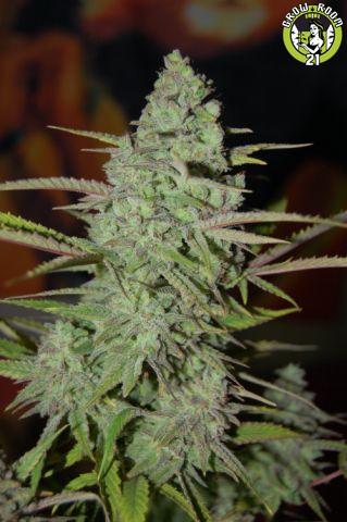 Bild von Cheeseberry Haze