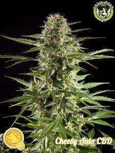 Bild von Cheesy Auto CBD