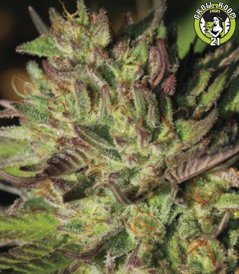 Bild von Collie Man Kush