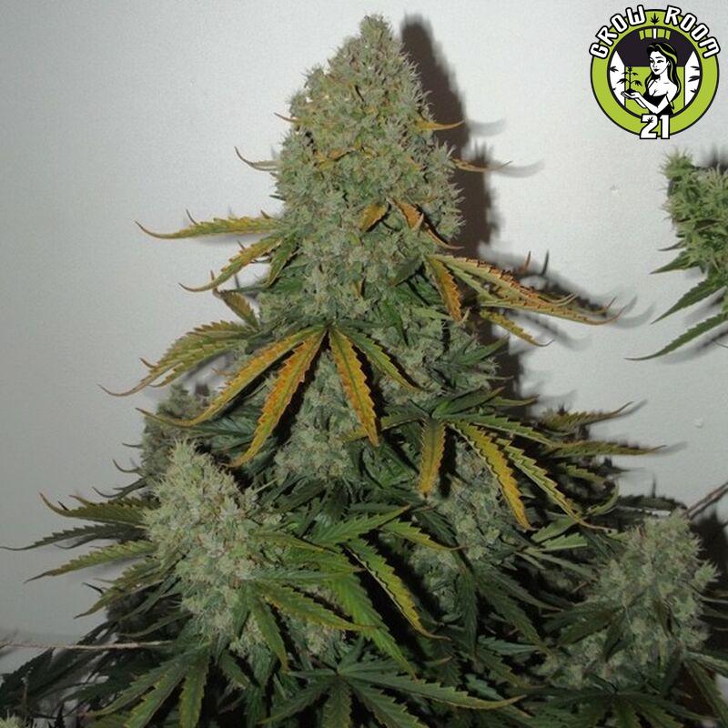Bild von Critical AK59 Auto