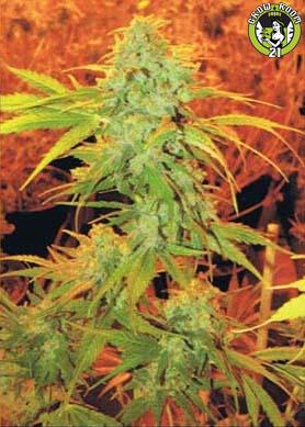 Bild von Critical Haze