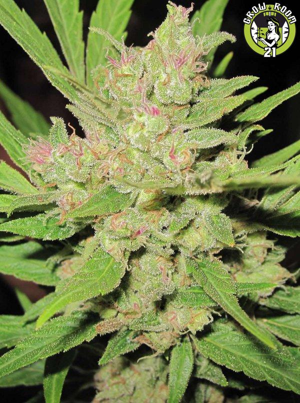 Bild von Critical Dynamite