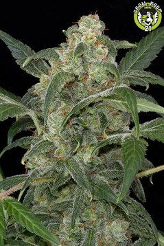 Bild von Haze 2.0 Autoflowering