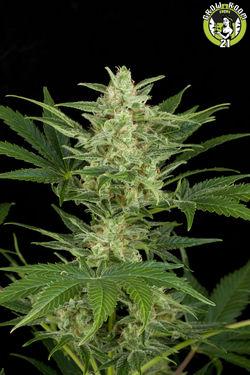 Bild von Critical Jack Automatic