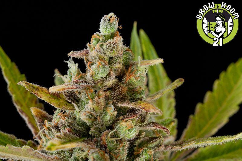 Bild von Critical Kush