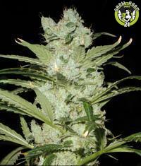 Bild von Critical Neville Haze