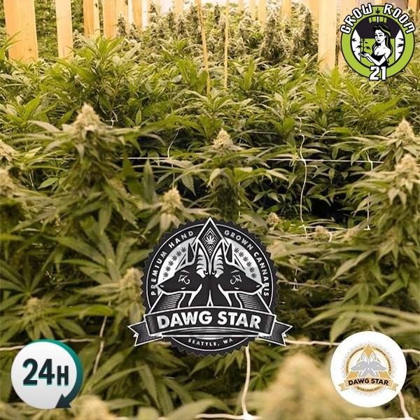 Bild von Critical Purple Kush