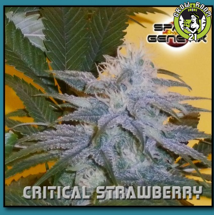 Bild von Critical Strawberry